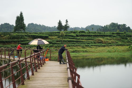 成都周邊最美的古風休閑度假地,山美水美茶香四溢