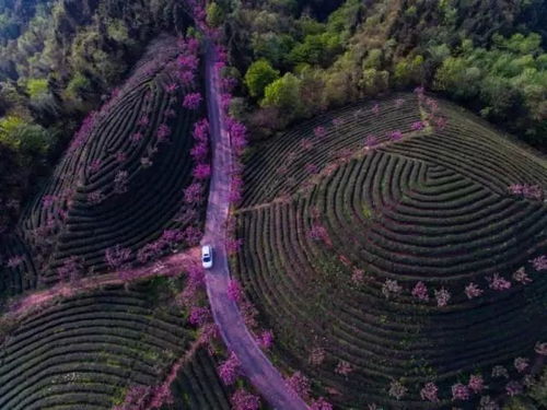 湄潭象山櫻花茶園 美茶園產美茶