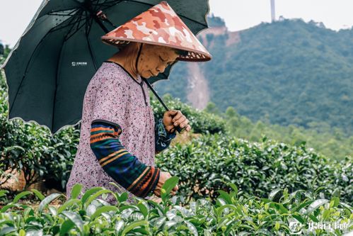 探秘 北海第一高峰上有什么 超美茶田 風力發電機