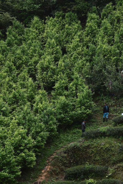 自從那天后,領導一見我就 下