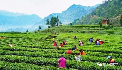 張家界“最美茶園最美茶人”攝影大賽60件作品進入終評