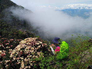 夏初春色 大美茶巖頂20190420