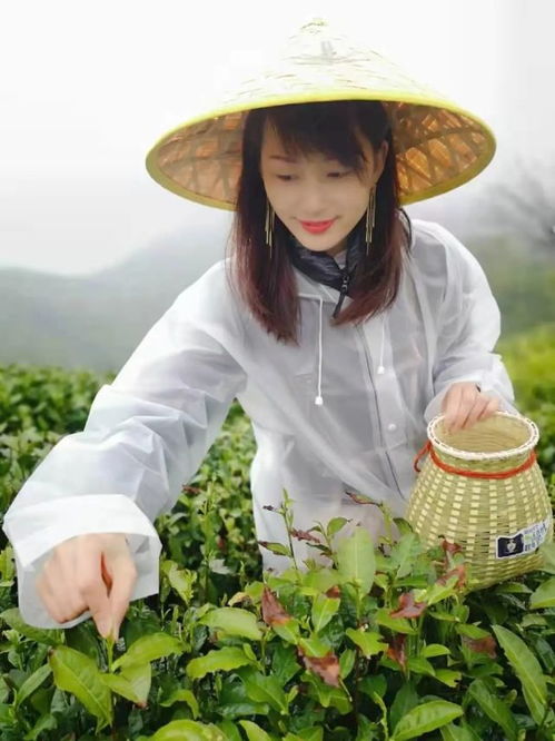 信陽山水,醉美茶香 跟著酒祖杜康小封壇赴一場采茶品酒之旅