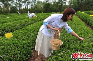 日照景陽青茶園掛牌大眾網采風基地，園美茶香引人入勝